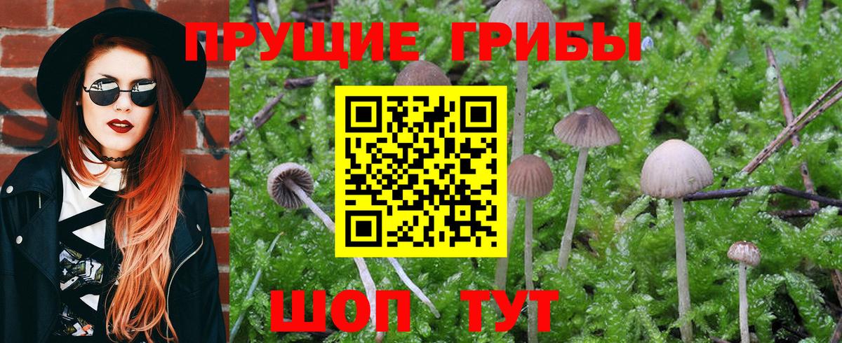 Галлюциногенные грибы Cubensis  Галлюциногенные грибы Psilocybine cubensis  Абинск  Вход с VPN 